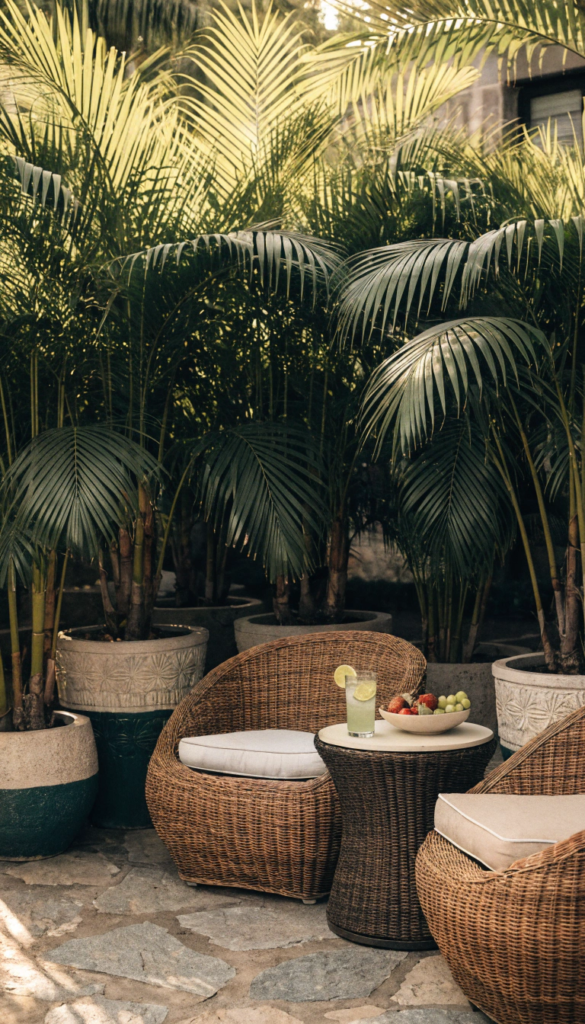 Areca Palm – Tropical Privacy Vibes