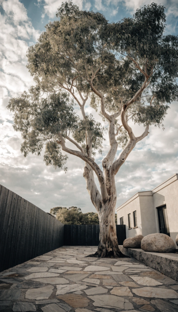 Eucalyptus – Fast Growth with a Modern Look