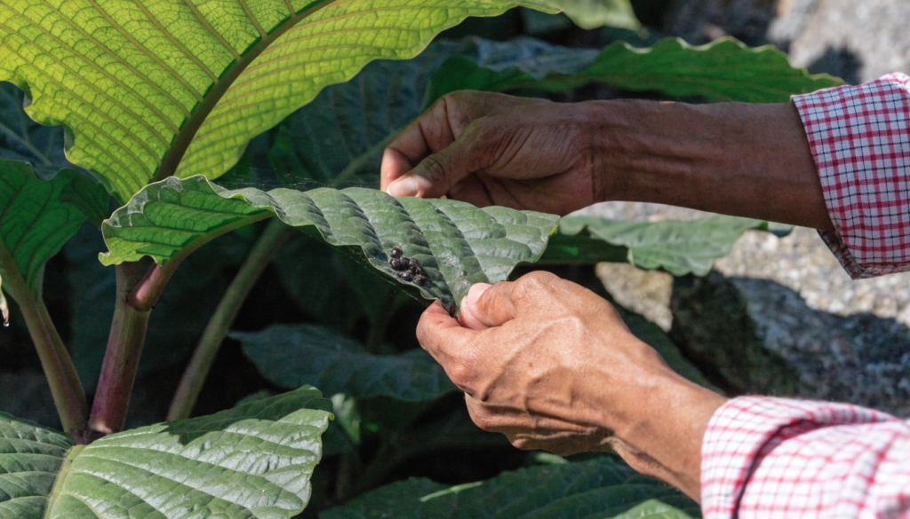 Pest Checking Routine