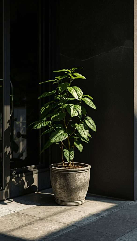 Aspidistra (Cast Iron Plant) — The True Survivor