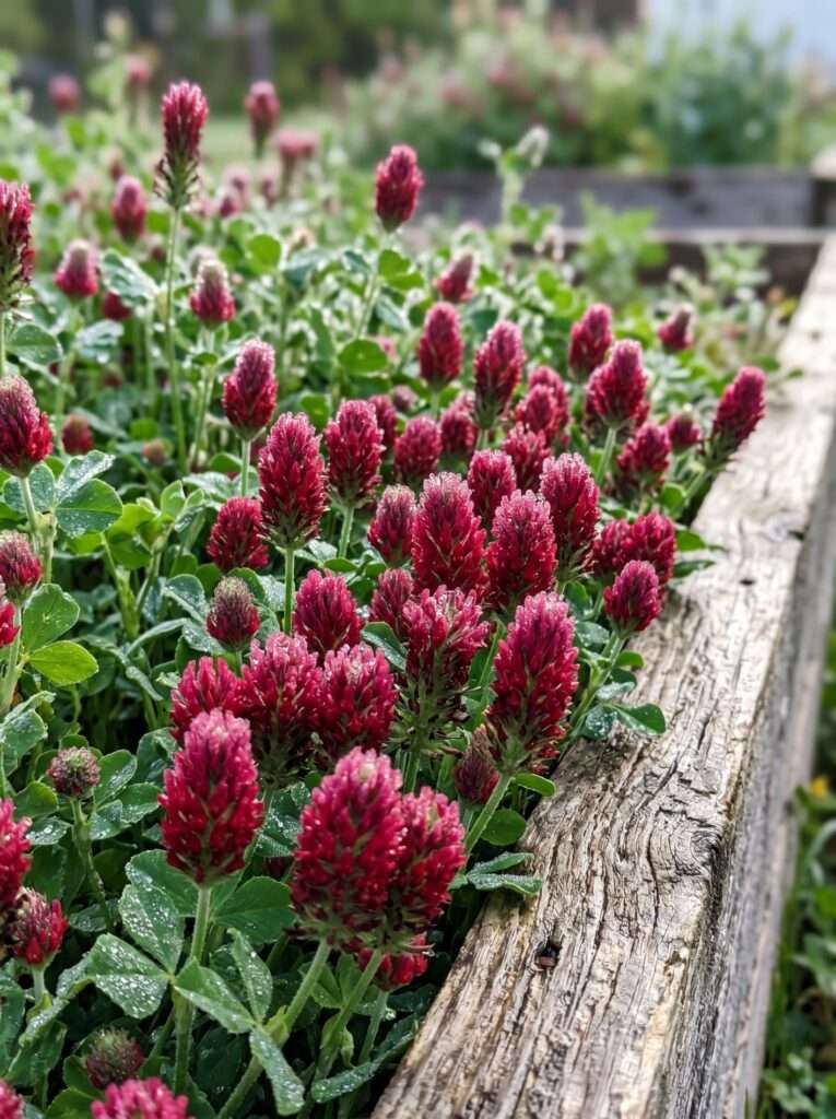 Crimson clover cover crop blooming with bright red flowers in a home garden.
