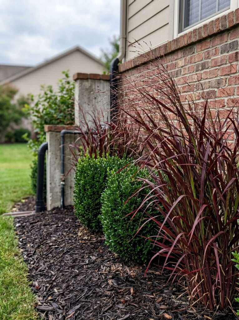 Red ornamental grass and green boxwood shrubs against a home brick foundation