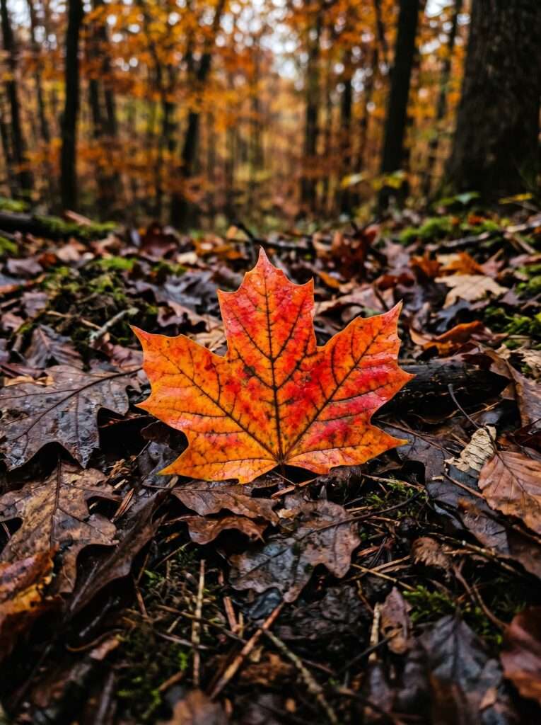 A single Sugar Maple leaf showing brilliant, fiery autumn colors resting on fallen brown leaves.