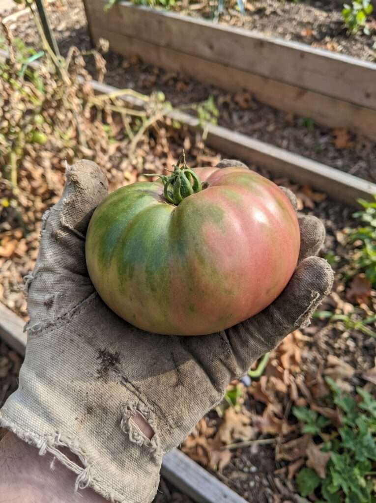 A gardener holding a large heirloom tomato at the breaker stage with green shoulders.