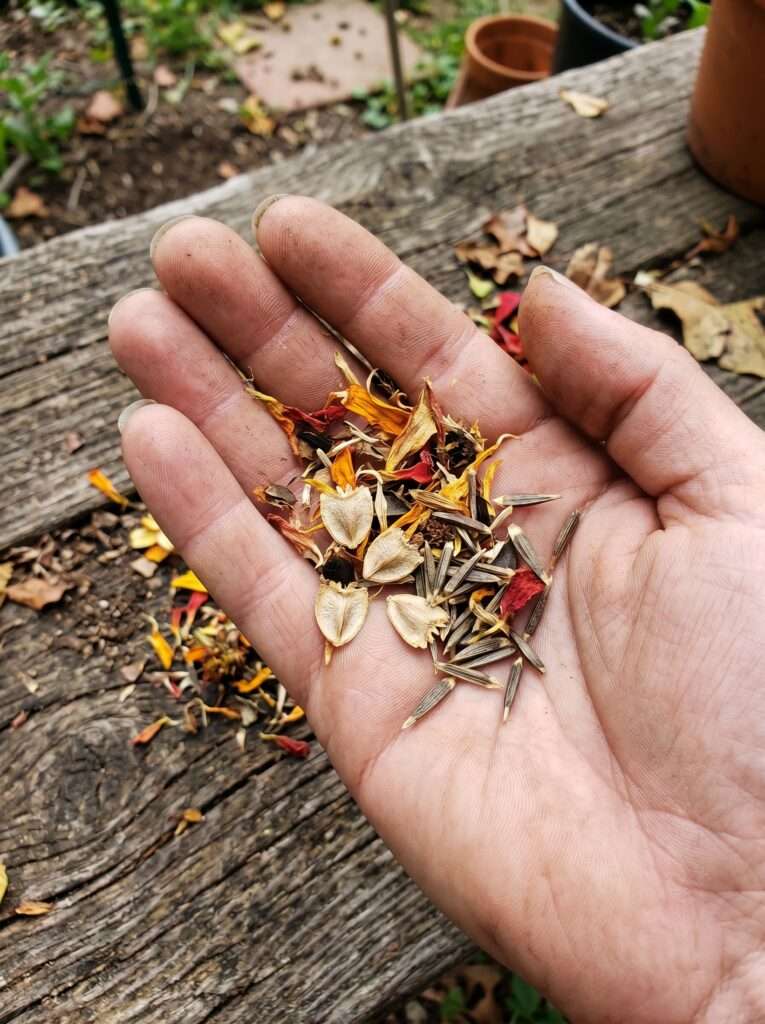 A gardener's open palm holding separated zinnia seeds, showing the difference between shield-shaped and arrow-shaped seeds.