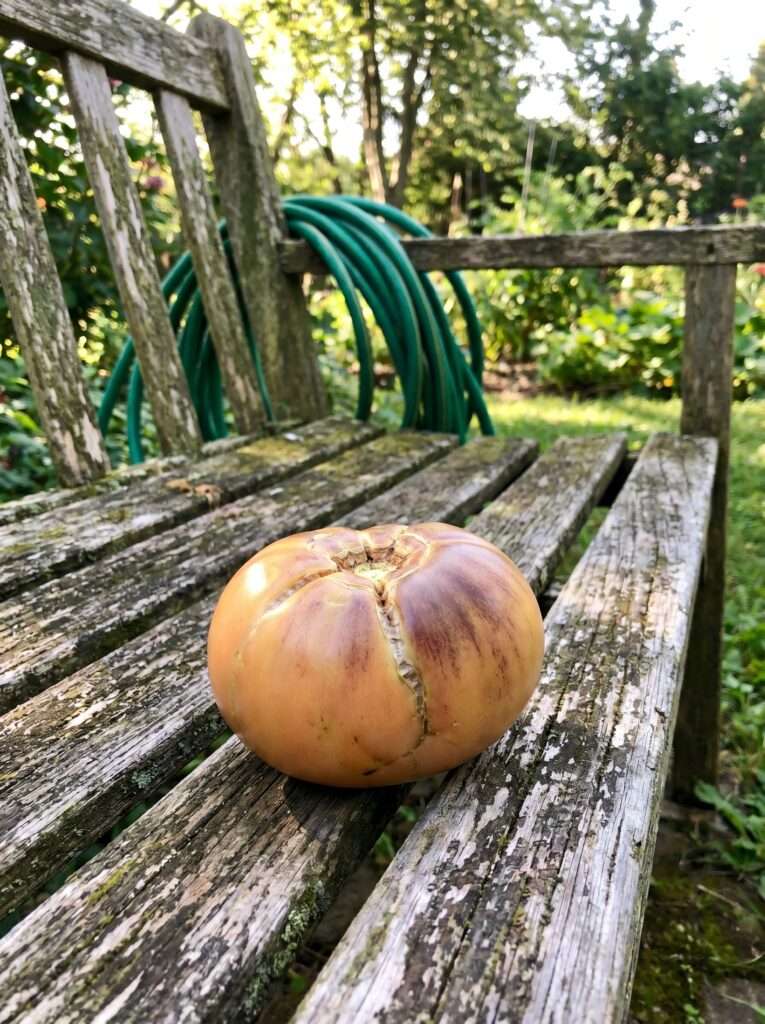 An heirloom tomato showing early signs of splitting on a rustic wooden bench.