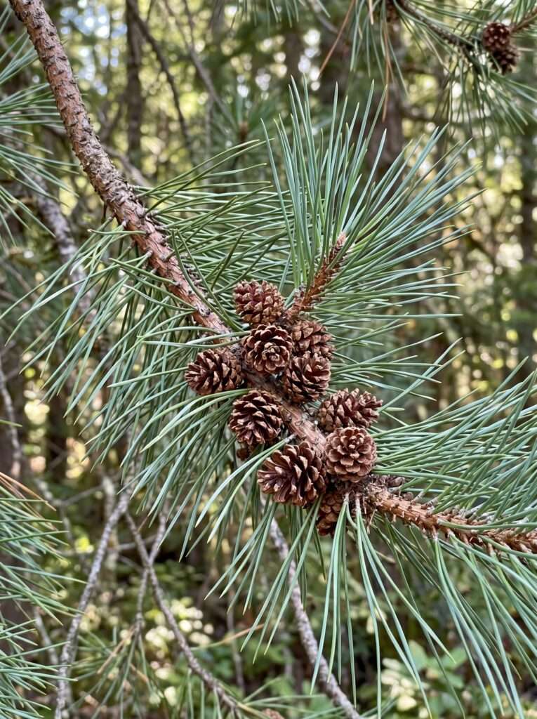 Clusters of long, thin native pine needles and small woody cones on a sturdy branch.
