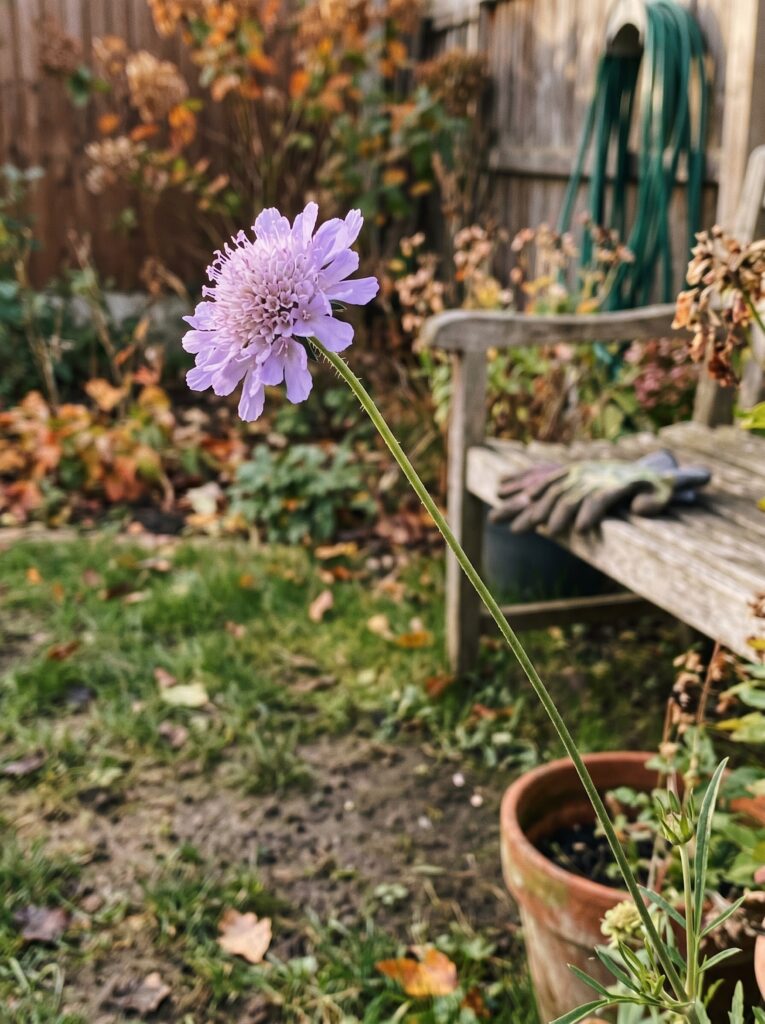 Lavender Pincushion flower blooming on a tall stem in an autumn garden.