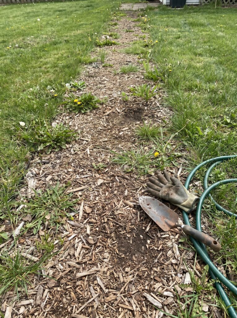 A worn-out wood chip garden path showing signs of decomposition and weed growth in a real backyard.