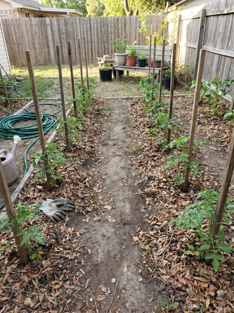 Widely spaced young tomato plants with stakes in a backyard vegetable plot.