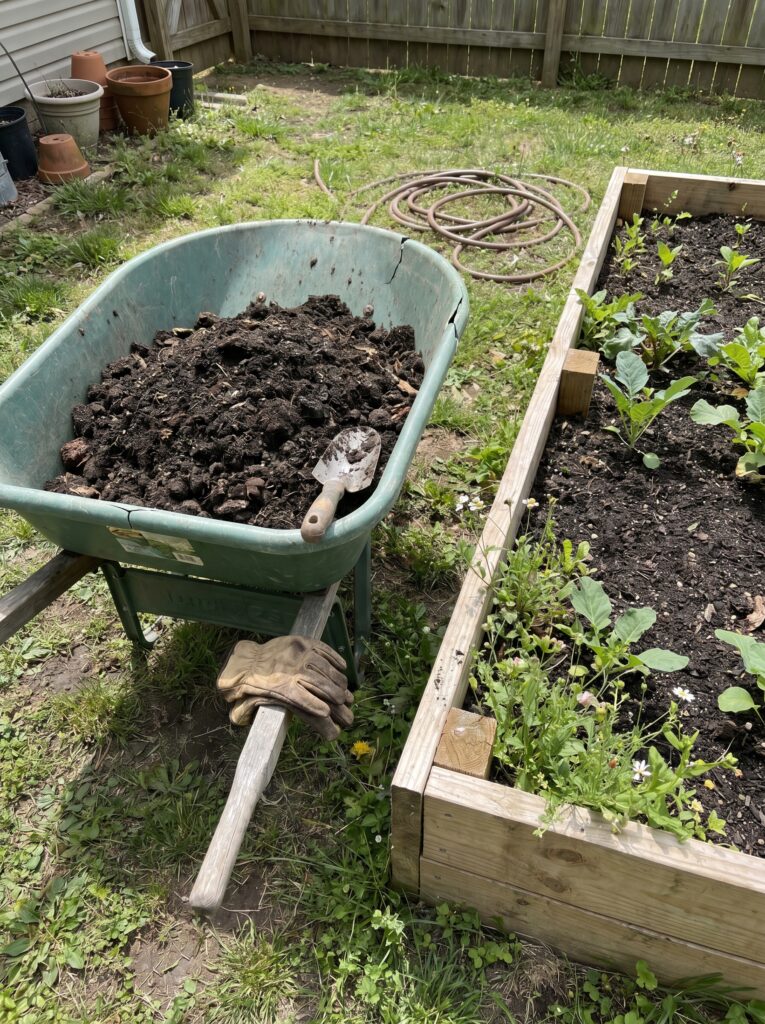 Old wheelbarrow filled with rich dark organic compost next to a backyard raised garden bed.