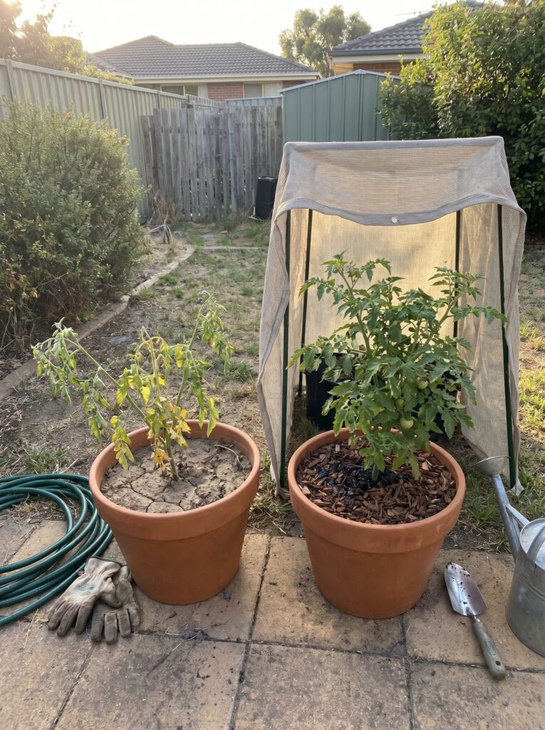 Real backyard comparison of a heat-stressed wilting tomato plant in a plastic pot versus a healthy shaded garden plant.