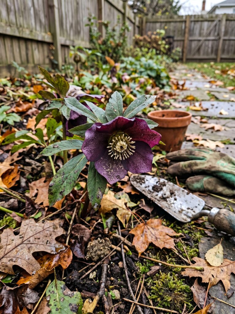 Dark purple hellebore flower growing out of mossy ground with real garden debris around it.