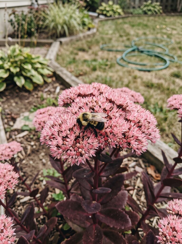 Bumblebee collecting pollen on a pink sedum flower with deep burgundy foliage.