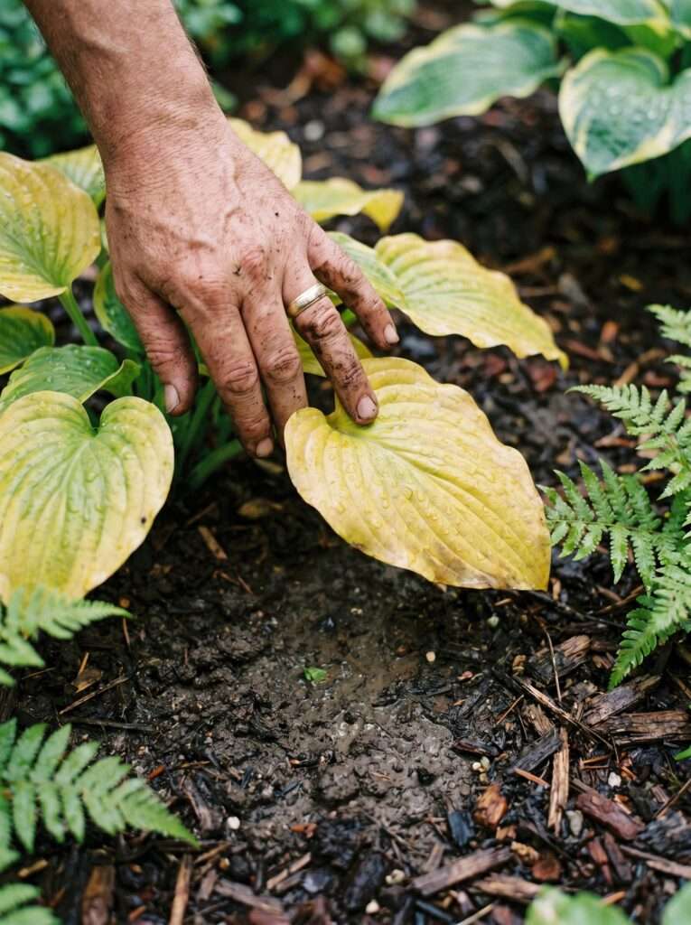 Examining a yellowing hosta leaf in wet garden soil for signs of rot.