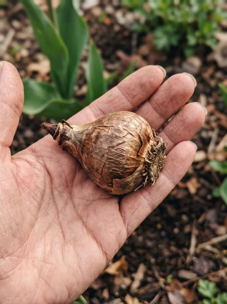 Showing the correct orientation of a flower bulb with the pointed end up and root end down before planting.