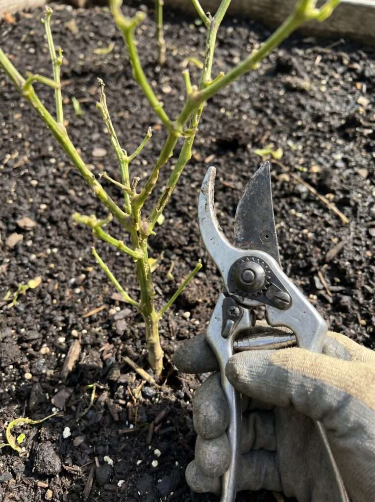 A hand holding a pair of bypass pruners next to a naked, chewed pepper plant stem rising out of dark brown soil.