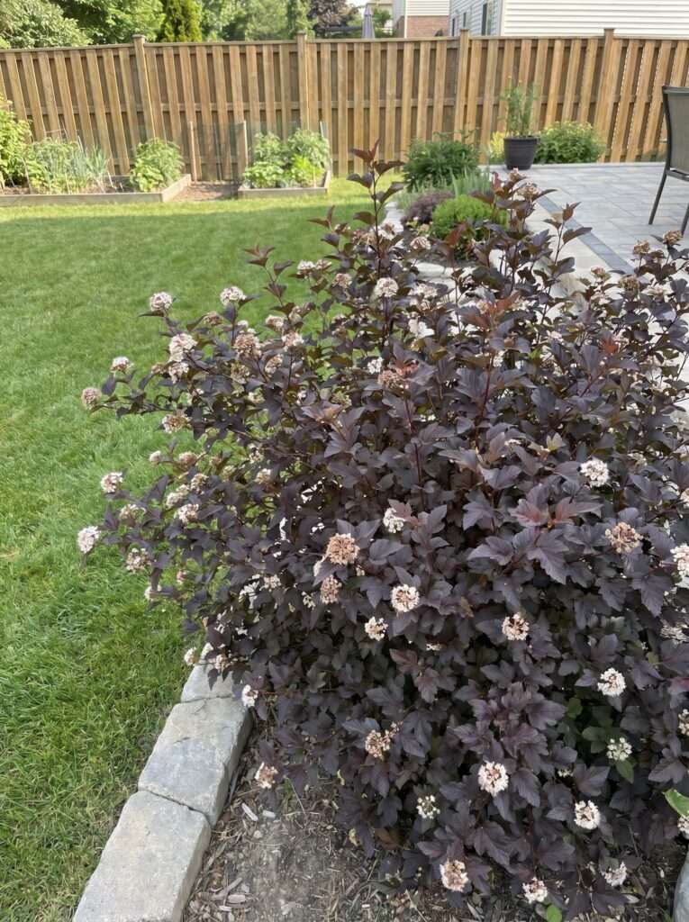 Ninebark shrub with dark purple leaves in a backyard garden bed.