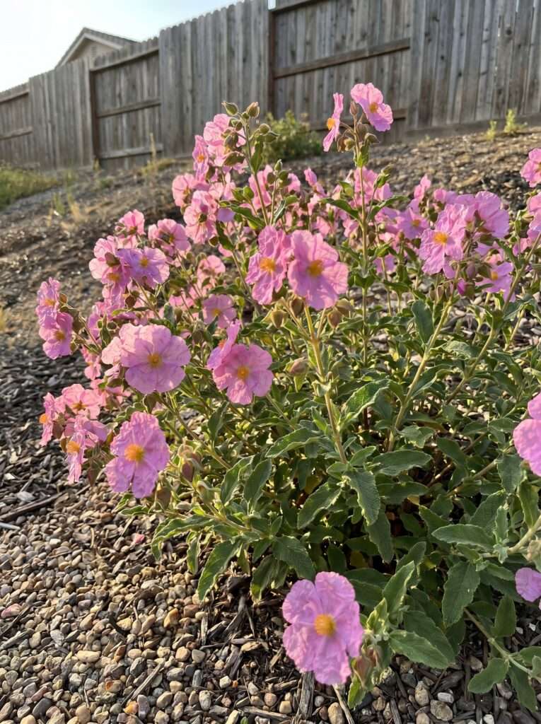 Pink rockrose bush blooming on a dry gravelly garden slope.