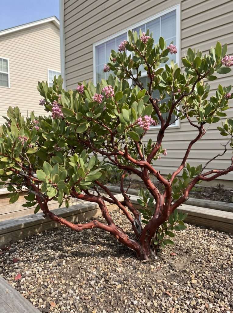Manzanita shrub showing off its smooth reddish bark in a gravel bed.