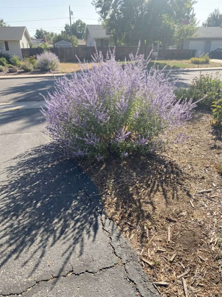 Silvery purple Russian sage bush growing next to a sunny suburban driveway.