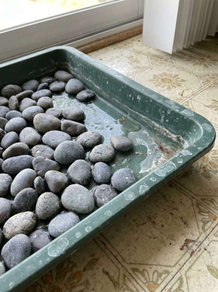 Homemade pebble tray with river rocks and water for indoor plant humidity.