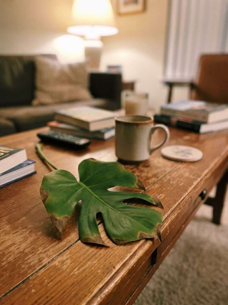 Brown crispy edges on a Monstera plant leaf inside a dry living room.