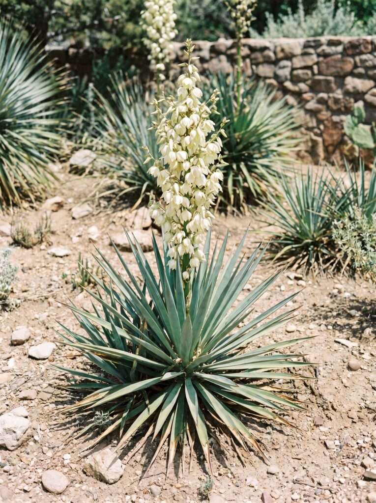 Stiff green yucca plant with a tall white flower stalk in dry soil.