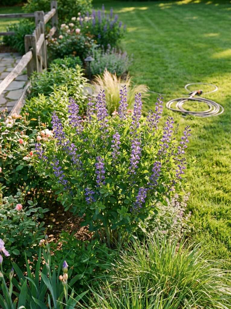 Tall false indigo bush with purple flower spikes in a backyard border.