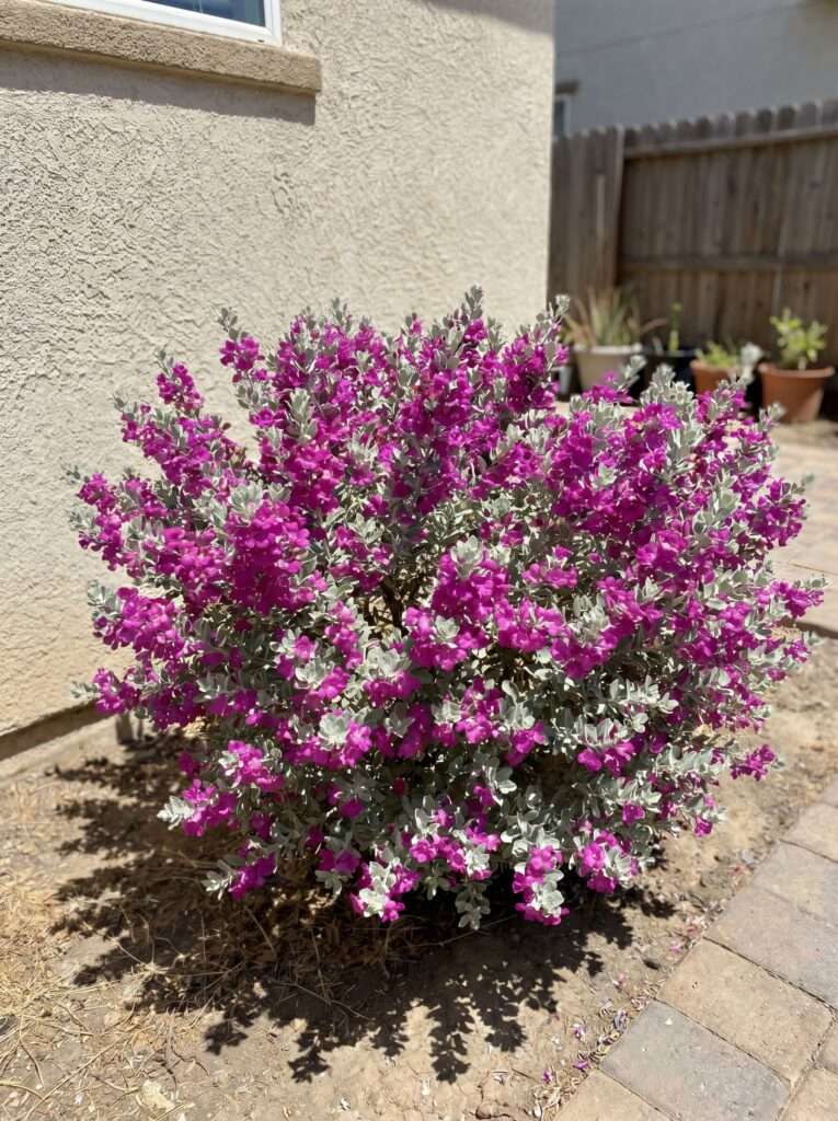 Magenta Texas Ranger shrub blooming against a stucco wall in summer sun.