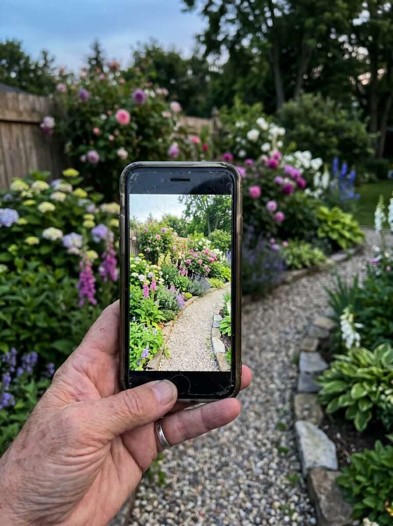 Using a smartphone photo from summer to reference plant locations while working in a backyard garden bed.