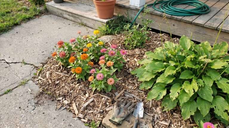Real home front yard garden bed next to a concrete walkway, featuring blooming pink and orange zinnias, green hostas, natural wood chip mulch, and a weathered suburban porch step under soft morning sunlight.