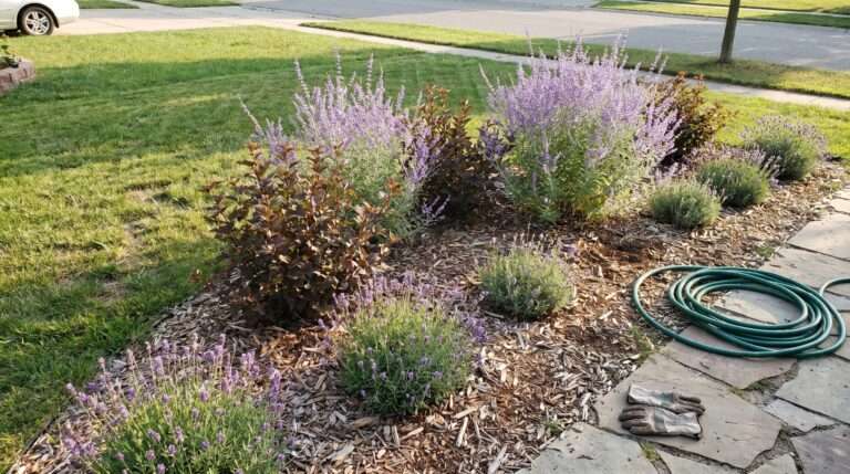 A sunlit front yard garden bed with purple Russian sage, ninebark, and lavender bushes on natural wood mulch.