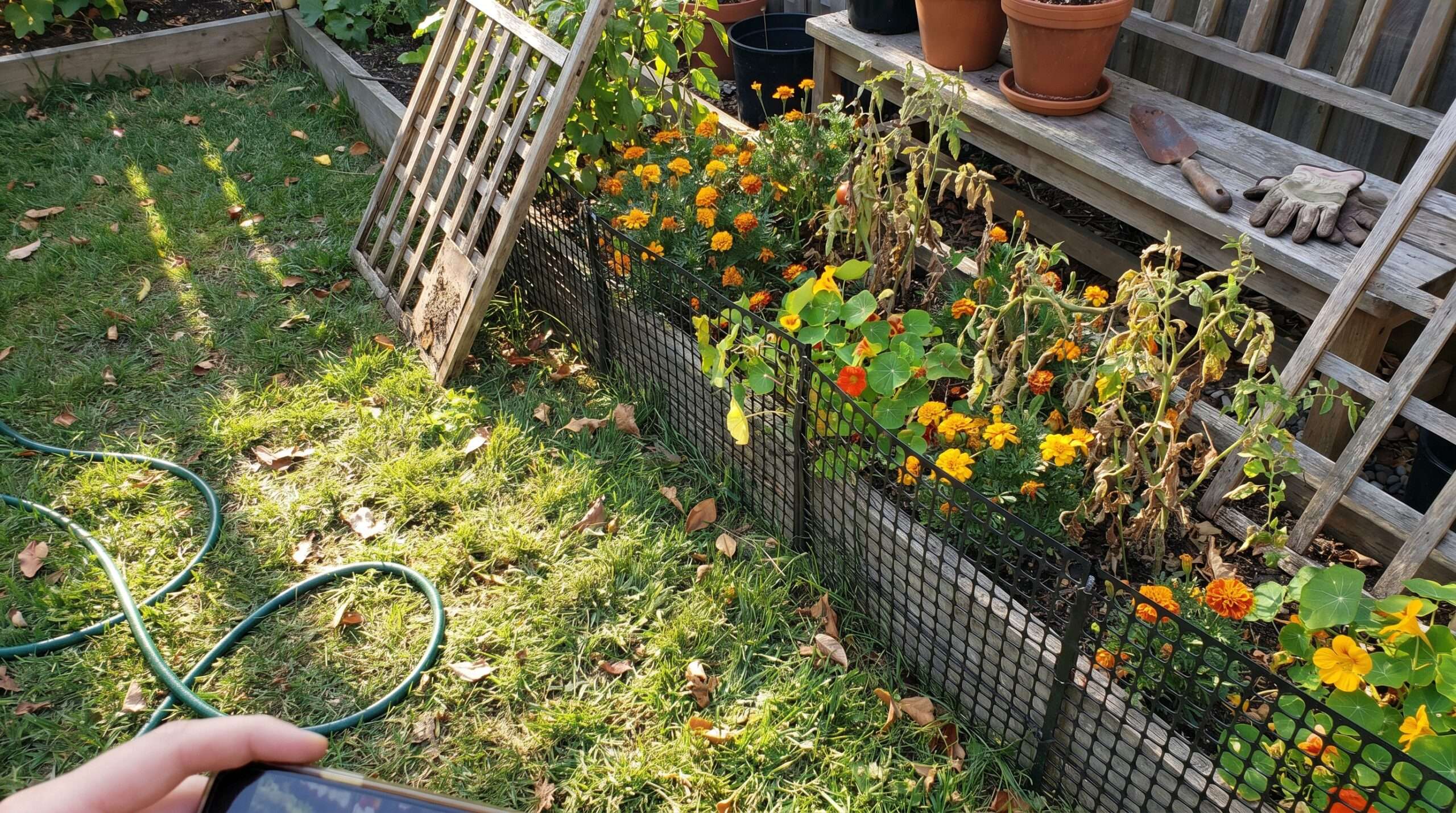 A sunny, slightly messy suburban garden bed with beautiful flowers protected by a subtle, black mesh fence running along the grass line.