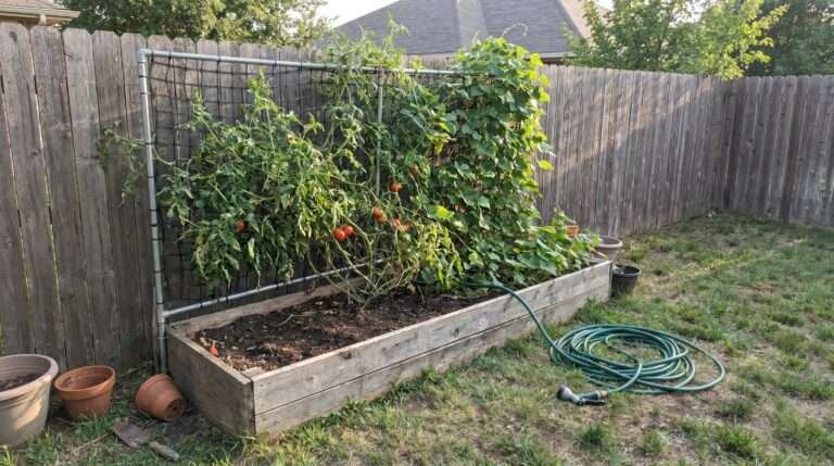 A lived-in, small wooden raised garden bed against a rustic fence, fully utilized with a homemade conduit and nylon mesh trellis system. The trellis is densely covered in climbing green tomato vines and bean tendrils, with several visible red tomatoes hanging among the leaves under natural, late-afternoon sunlight. A worn garden hose is coiled on the grass nearby, illustrating a productive, authentic suburban backyard vegetable setup.