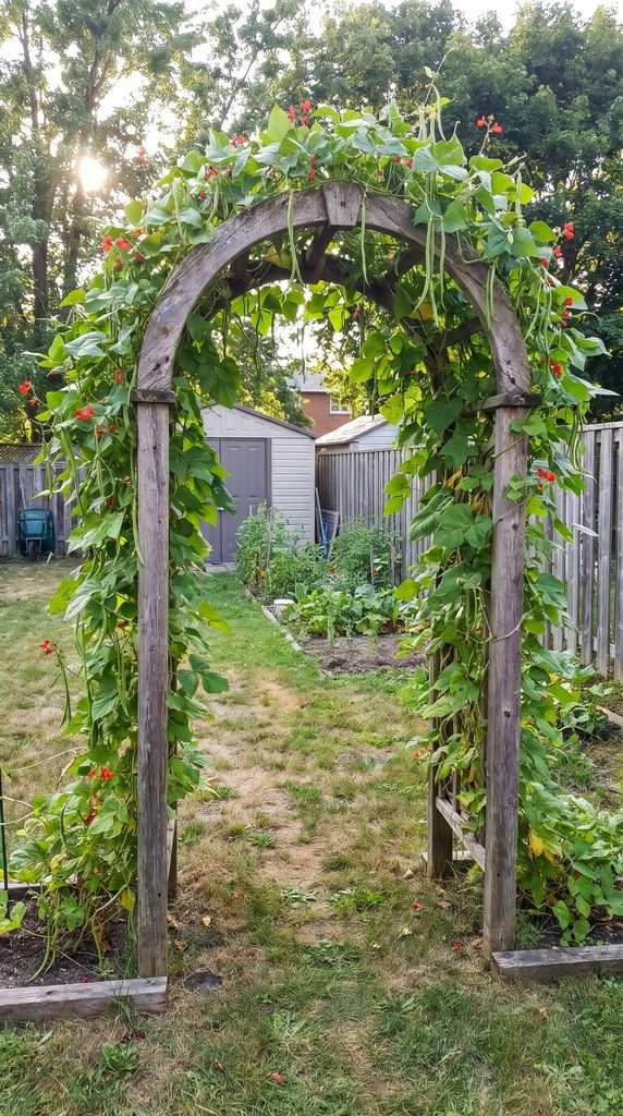 Climbing bean vines growing over a garden arch in a productive backyard.