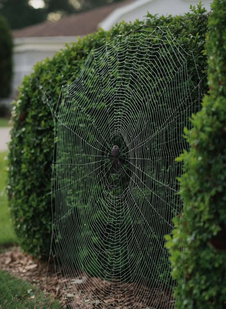 Giant spider webs stretched between shrubs in a spooky Halloween yard.