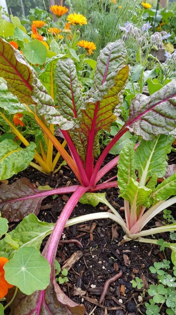 Rainbow Swiss chard with colorful stems growing in an ornamental edible garden.